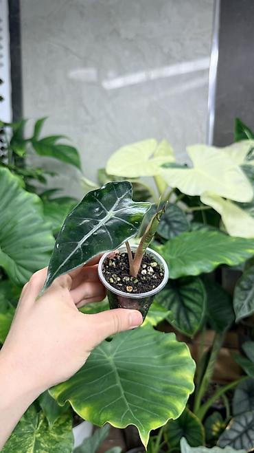 Монстеры: Детки Алоказии Полли по 200 Монстера адансони вариегатная (Monstera — 7