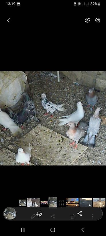 serebrist toyuqlar satılır: Məhsul: Ev göyərçinləri qrupu Təsvir: - Rəng çeşidi: ağ, boz, qara-ağ — 4