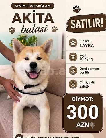 Akita-inu, 10 ay, Erkək, Peyvəndli lalafo.az -da Akita-inu, 10 ay, Erkək, Peyvəndli