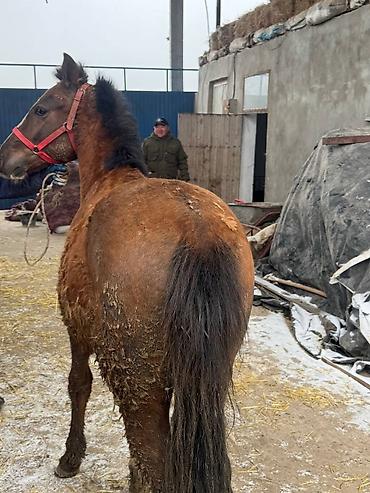 Лошади, кони: Продаю | Жеребец, Жеребенок — 8