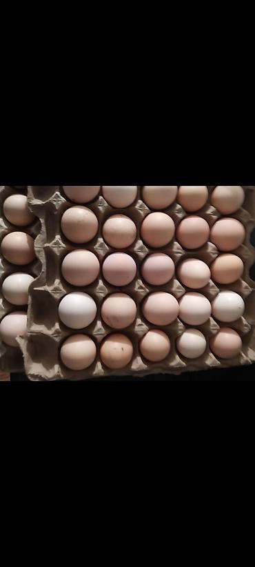 простые птички: Продам : индюков для развода или на мясо Яйца инкубационные в любом — 4