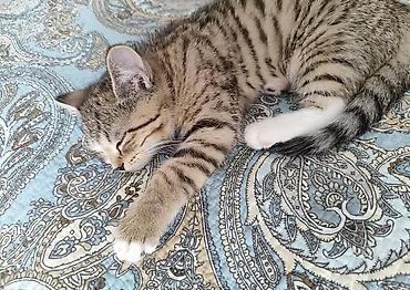 Отдам даром кошку: Кошка даром: Скотиш Страйт (Шотландская прямоухая), 5 месяцев, Девочка, Приучена к лотку — 3
