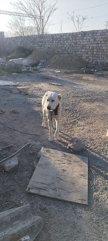 İtlər: Alabay, 2 il, Erkek — 4