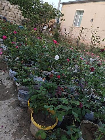 продам саженцы роз: Məhsul: Qızılgül və dekorativ çiçək kolları (fidanlar) Təsvir: - — 3