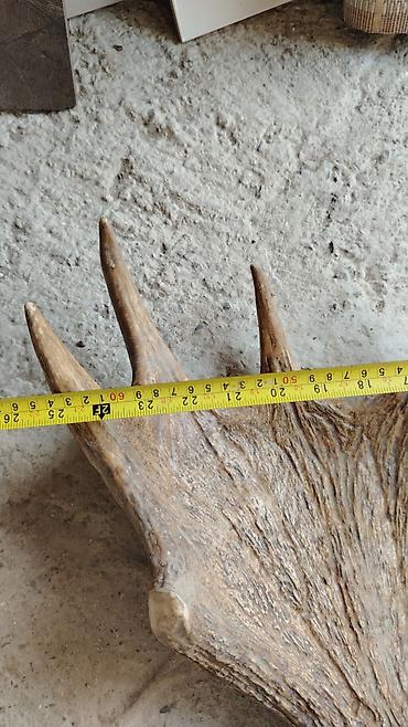 divar asılqanı: Mamut maralı (Alces alces) buynuzu – cüt ədəd - Təbii tökülmüş maral — 2