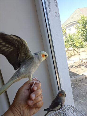 Бусы: Kokatiel tutuquşusu, parlaq lələkləri və fərqləndirici üz cizgiləri