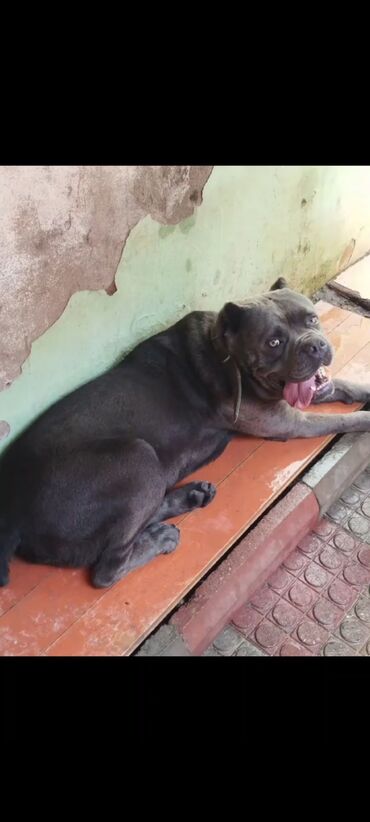 İtlər: Kane-Korso, 2 il, Erkek, Peyvəndli, Ünvandan götürmə — 12