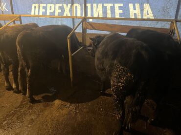 Коровы, быки: Продаю | Бык (самец) | На откорм — 3