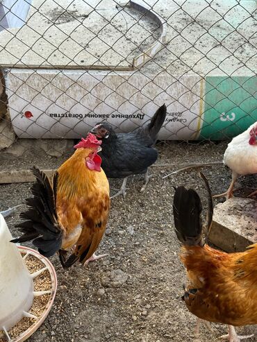 куры домашние цена: 🐣Продаю декоративные карликовые породы кур и петухов! Отличные