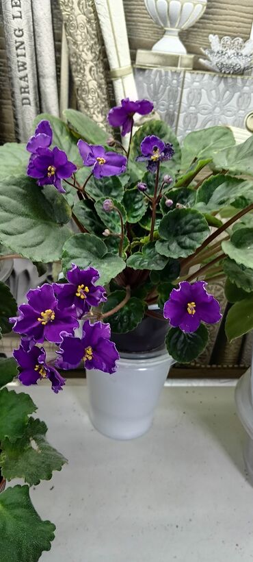 Фиалки и глоксинии: 🌱🌺🌱 Продаю сортовые ДЕТКИ стандартных фиалок🌱🌺🌱. Цены от 80-150 сом — 19