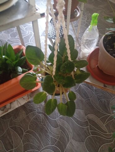 Другие комнатные растения: Представляем коллекцию комнатных растений, включающую несколько видов — 10