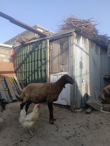 Toyuqlar: Erkək, Qala, il: 1, Damazlıq