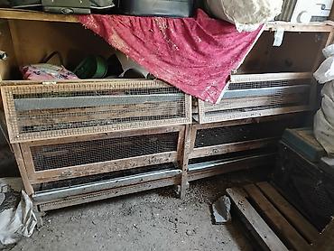 Типография үчүн жабдуулар: Бодоно багуу учун клеткалар сатылат — 1