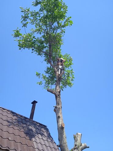 Спил деревьев, заготовка дров: Пилью деревья Профессионально оперативно быстро спил любой сложности — 17