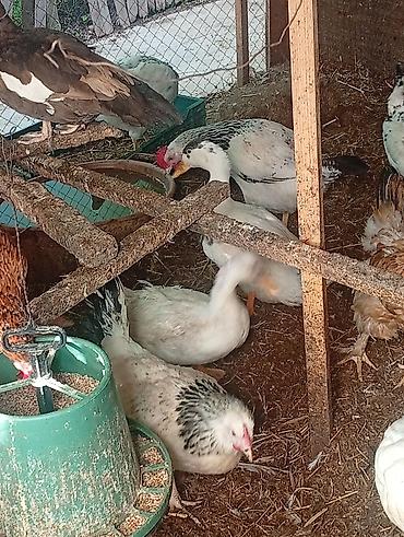 Toyuqlar: Toyuq, Australorp, Damazlıq, Ünvandan götürmə, Pulsuz çatdırılma, Ödənişli çatdırılma — 3