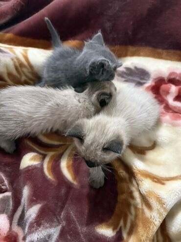 продаю в связи с переездом: Котята - Породы/типы окраса: один серый (голубой), двое