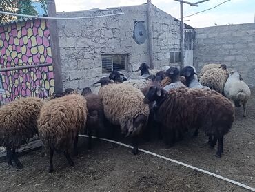 qurbanlıq quzular: Erkək, il: 1
