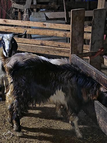 ev heyvanları: Kök erkək çəpişlər. Biri 9,10 kqlıq digərlərinin çəkiləri 14-21 kq — 2