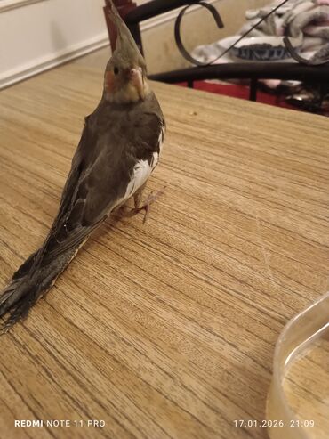 Tutuquşları: Bir dənə 2 ay 2 günlük korela balası Dişiyə oxşayır Sağlamdır öz — 9