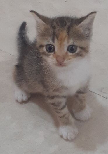 ağ pişik: Erkək, Dişi
