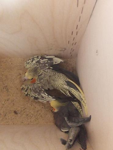 Зоотовары: Məhsul: Nimfa (Cockatiel) tutuquşuları və qəfəs dəsti Təsvir: - 2 — 4