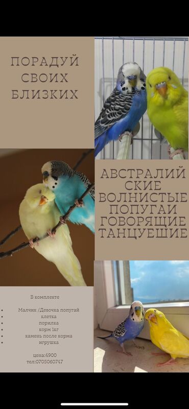 корм для попугай: Продуй своих близких Не забываемым подарком) В комплекте •