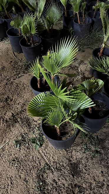 xurma palması: Traxikarpus (Trachycarpus fortunei) xurma palmaları – qara plastik — 3