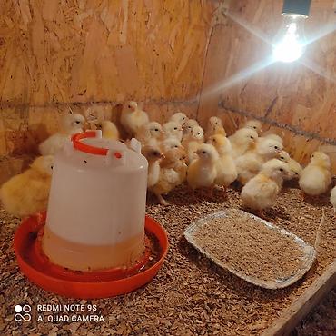 Куры, петухи: Продаю | Цыплята | Кучинская | Для разведения at lalafo.kg — 4 Куры, петухи: Продаю | Цыплята | Кучинская | Для разведения — 4