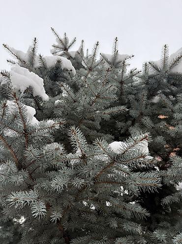 Декоративные деревья: Рассада деревьев: Ели — 4