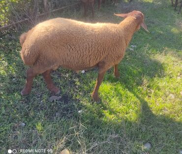 qurbanlıq qoyun: Erkək, Qala, il: 1, Damazlıq