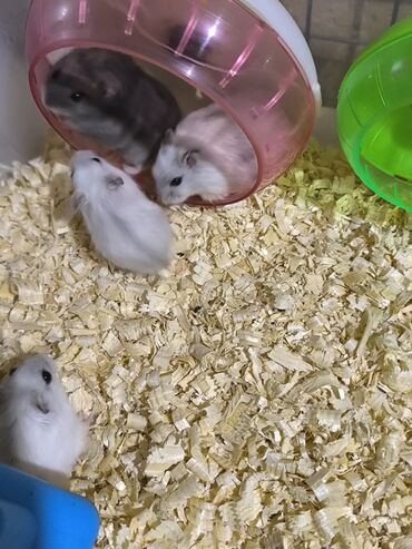 Pişiklər: Cırtdan hamsterlər – müxtəlif rənglərdə balalar • Növ: cırtdan (dəniz