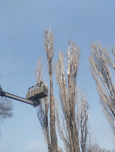 вырубка деревьев: Бак дарак алабыз жакшы баада (Терек кара бак ) Жана бутап кесип берүү — 1
