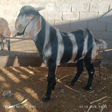 Другие животные: Козлы на продажу: - Красный козёл, 2 года. Крупный, мощный корпус — 3