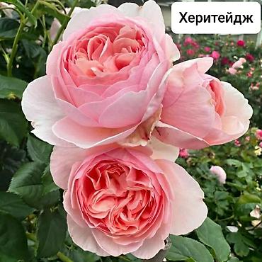 Бөлмө розалары: Көчөттөр — 8