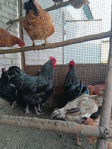 Птицы: Продаю — 4