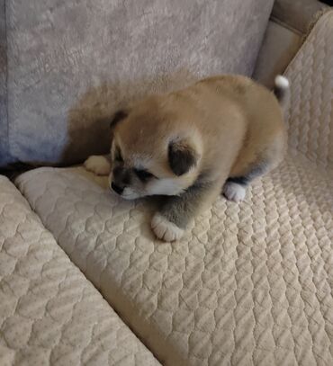 heyvan satisi: Akita-inu, Erkek, Ödənişli çatdırılma