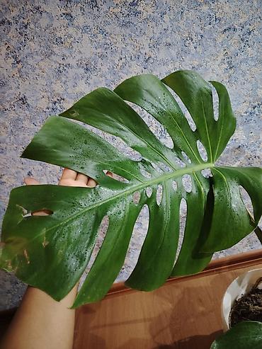 монстера: Monstera deliciosa (Şveytsariya pendiri bitkisi) – dekorativ böyük — 4