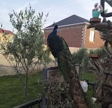 Pişiklər: Endirim olundu.5 illik xoruz. Təmiz gan qaraqanad. 400m Fərəsidə var