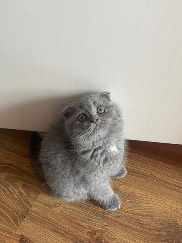 Pişiklər: 200 manatdan başdıyan qiymətlər 1000 manata kimi. Qiymət pişiyin — 16