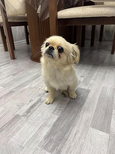 mops it: Pekines, 1 il, Dişi, Peyvəndli, Pulsuz çatdırılma — 7