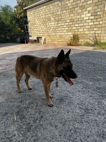 İtlər: Alman çoban iti, 1 ay, Erkek, Peyvəndli, Ödənişli çatdırılma — 3