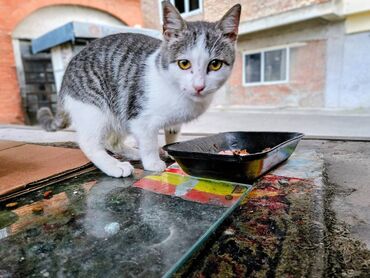 Mačke: Sivobela lepotica traži dom pre zime - Bresplatno U okolini Loznice — 1