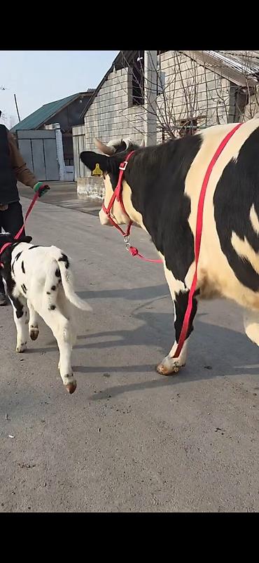 Inəklər, öküzlər: Südlük inək buzovla birlikdə - Cins: Holşteyn tipli, ağ-qara rəngli - — 1