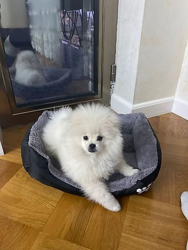 pomeranian: Şpitz, 4 ay, Erkək, Peyvəndli — 2