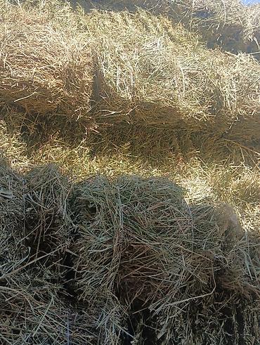 просто ат: Сено в тюках - Прессованные прямоугольные тюки, перевязаны шпагатом — 2