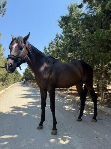 Atlar: Temiz qan Ingilis atidir .Pasportlu.boy 1.80 sm.Atasi meshur — 8