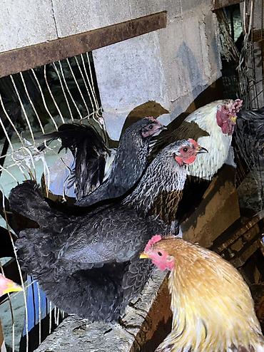 Куры, петухи: Продаю | Куры, Петух | Домашняя | На забой, Для разведения, Несушки — 1