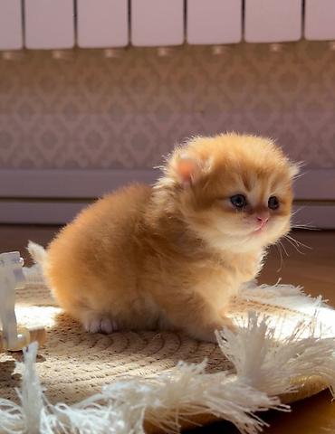 Кошки: Британская — 3