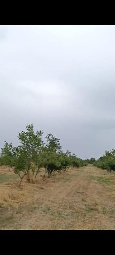 səkidə torpaq: - Çıxarışı var. Kənd təsərrüfatı təyinatlı torpaqdır. - 1.27 hektar — 8