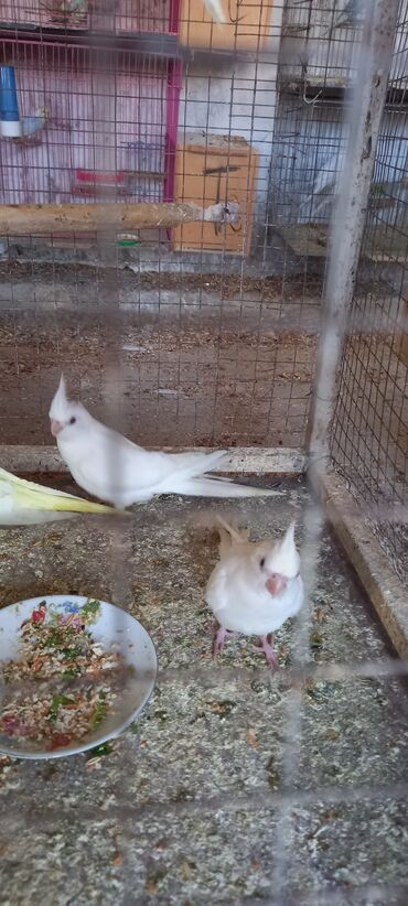 Tutuquşları: Son 2 eded qalib biri boyukdur biri balaca telesin 65 azn — 9